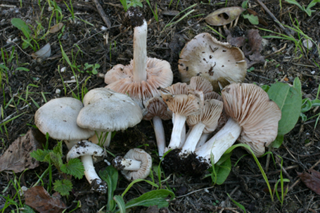 Entoloma saundersii var.hiemale Lazzari & P. Blanco ex Bell